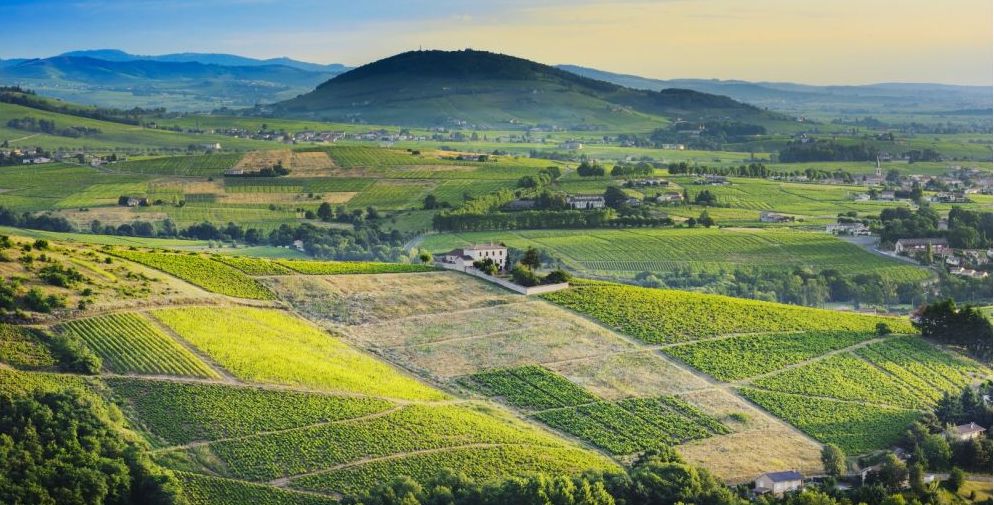 Read more about Côte de Brouilly AOC